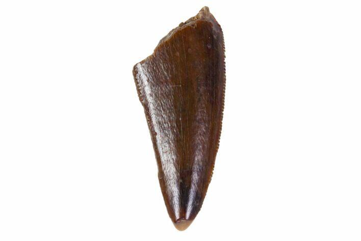 Small Theropod Tooth (Raptor) - South Dakota #115748